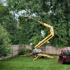 How Our Tree Care Process Works  in Oronoque, CT